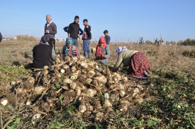 Sağanak Yağış Çiftçinin İşini Zorlaştırdı