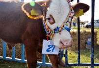 Silivri'de 'En Güzel Buzağı' Yarışması