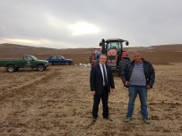 Sungurlu'da 3 Bin 500 Dekar Arazide Anıza Direkt Ekim Yapıldı