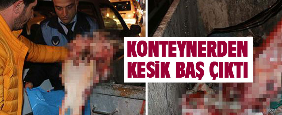 Çöp konteynerinden at başı çıktı