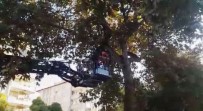 İTFAİYE MERDİVENİ - Gaziantep'te Ağaçta Mahsur Kalan Kediyi İtfaiye Kurtardı