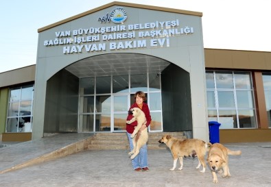 İşkence Edilen Köpeği İzmirli İş Kadını Sahiplendi