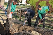 ZEYTİN AĞACI - Zeytinli Park'a 100 Yıl Sonra İlk Zeytin Ağacı Dikildi