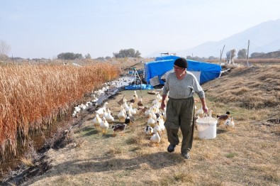 70 Yaşında Organik Ördek Çiftliği Kurdu