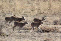 ORMAN MUHAFAZA MEMURU - Akdağ'da Yaban Hayatı Görüntülenerek Sayımı Yapıldı