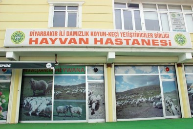 Tam Teşekküllü 'Hayvan Hastanesi'