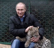 ABHAZYA - Putin'in Leoparı Abhazya'da Yakalandı