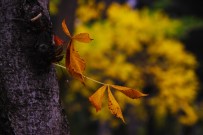 KANLıKAVAK - Sonbaharın Renkleri Büyülüyor