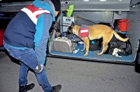 TRAFİK CEZASI - Jandarmadan Narkotik Ve Bomba Arama Köpekli Asayiş Uygulaması