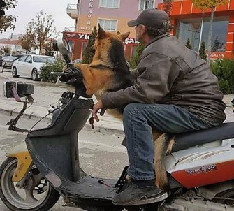 Motosiklet Sürücüsü Köpeği İle Böyle Seyahat Etti