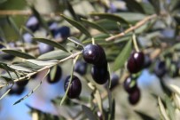 BALıKESIR ÜNIVERSITESI - Zeytinyağı Alırken Fiyatına Dikkat Edin