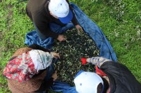 Sezonu 11 Lira 75 Kuruştan Açan Zeytin Çiftçiyi Güldürdü