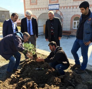 Akkuş'ta 72 Caminin Bahçesi Ağaçlandırıldı