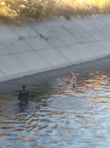 Anne Geyik Ve Yavrusu Kurtarıldı