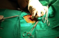 RÖNTGEN - Avcılar Tarafından Vurulan Kangal Köpeği Ameliyat Edildi