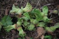 Fındıkta Fiyat Gelişmesi Yok Açıklaması 9.50 TL