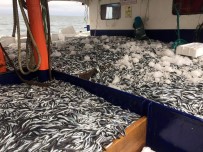 Karadeniz'de Hamsi Bereketi