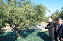 Vali Ceylan Zeytin Hasadı Yaptı