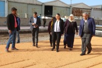 ŞEYH ŞAMIL - Bağcılar Mahallesi Asfaltlanıyor