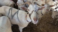 DUTLUCA - Balıkesir'de 2 Keçi İle Çobanlığa Başlayan Muhtar Binlerce Keçi Ve Oğlak Yetiştirdi