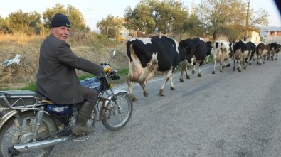 Burhaniye'de Motosikletli İnek Çobanı