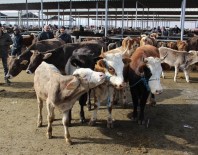HAYVAN PAZARI - İthal Et Hayvan Satışlarını Durdurdu