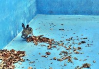 İBRAHIM ÖZDEMIR - Önce Kurtardı Sonra Öperek Doğaya Saldı