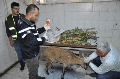 Tunceli'de Hasta Dağ Keçisi Tedavi Altına Alındı