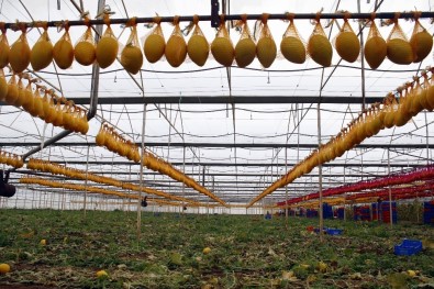 25 Bin Adet Kışlık Kavun, Aşeren Hamile Kadınları Bekliyor