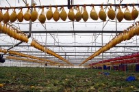 KARAÖZ - 25 Bin Adet Kışlık Kavun, Aşeren Hamile Kadınları Bekliyor