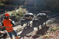 VEYSEL EROĞLU - Orman Köylülerinin Yüzü ORKÖY Destekleriyle Gülüyor