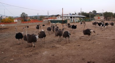 Türkiye'nin En Büyük Deve Kuşu Üretim Çiftliği Çanakkale'de