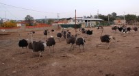 DEVE KUŞU - Türkiye'nin En Büyük Deve Kuşu Üretim Çiftliği Çanakkale'de