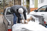 DAĞ KEÇİSİ - Dağ Keçisi Ölümlerinde 'Veba' Şüphesi