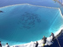 EKONOMİ BAKANLIĞI - Orkinos Avlanma Kotasında Zafer Türklerin Oldu