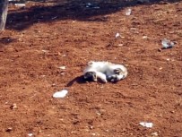 YAVRU KÖPEK - Şanlıurfa'da Sevimli Hayvanların İlginç Görüntüleri