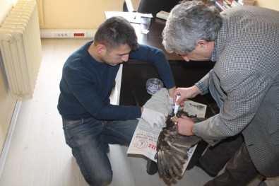 Saz Delicesi Ve Kızıl Tilki Tedavi Altına Alındı