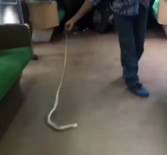Endonezya'da Trenden Yılan Çıktı