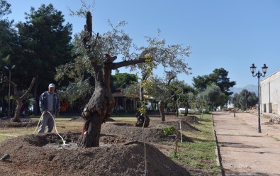 Kepez Belediyesinden Park Ve Bulvarlara 100 Zeytin Ağacı