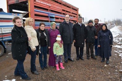 Suşehri'nde Genç Çiftçilere Küçükbaş Hayvan Dağıtıldı