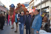 EDREMİT KÖRFEZİ - Ayvalık'ta Develer Görücüye Çıktı