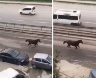 E-5'Te Dört Nala Koşan At Görenleri Hayrete Düşürdü