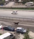 E-5'Te Dört Nala Koşan At Görenleri Hayrete Düşürdü