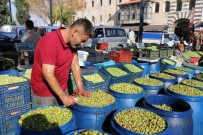 Yağışlar Zeytin Fiyatlarını Artırdı