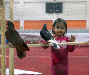 Güvercin Meraklıları Tekirdağ'da Buluştu