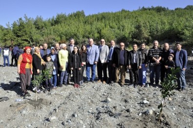Hatay'da Öğrenciler Narenciye Bahçesi Kurdu