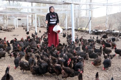 Kadın Girişimci, Aldığı Hibe Desteğiyle Organik Yumurta Çiftliği Kurdu