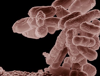Bilim insanları bakteriden kayıt cihazı yaptı