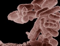 MODIFIYE - Bilim insanları bakteriden kayıt cihazı yaptı