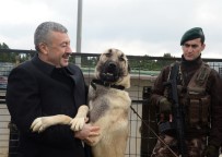 İSTANBUL EMNIYET MÜDÜRÜ - Emniyet Müdürü Çalışkan, Kangalların Eğitimini İzledi